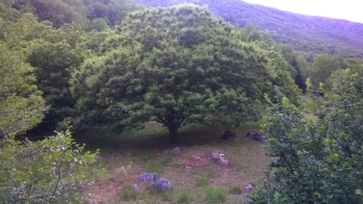 Baum